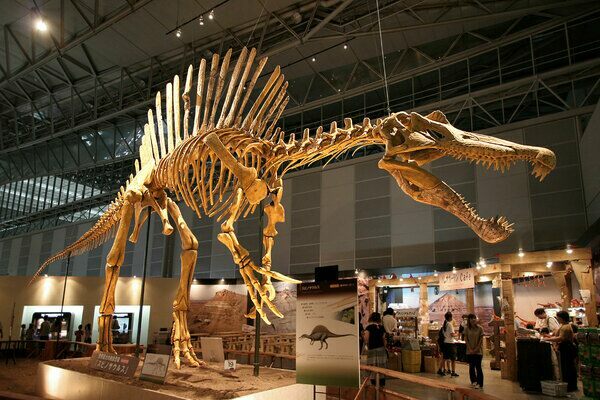 A reconstructed skeleton of Spinosaurus on display in Japan.
